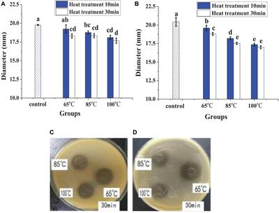 Antibacterial Activity and Mechanism of Lacidophilin From Lactobacillus pentosus Against Staphylococcus aureus and Escherichia coli